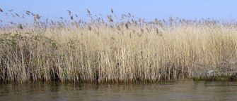 common-reed-image