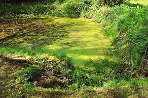 greysouthern-pond