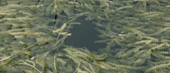 hydrilla-pond-plant-image