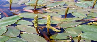 american-pond-weed-image