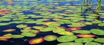watershield-pond-plant-image